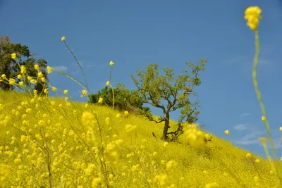 DSC_6435 (Large).JPG